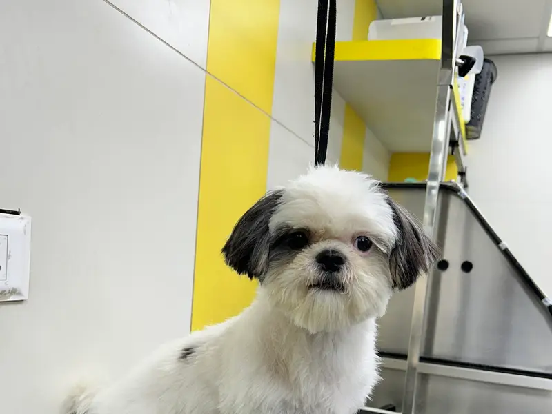 Zigly - Vet Clinic, Pet Grooming & Pet Products | Kothrud, Pune, photo 5