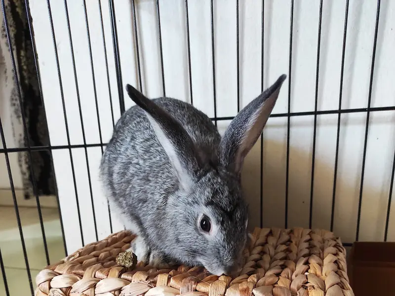 Hoppersdome-Rabbits and Guinea pigs Farm and Pet Store, photo 2
