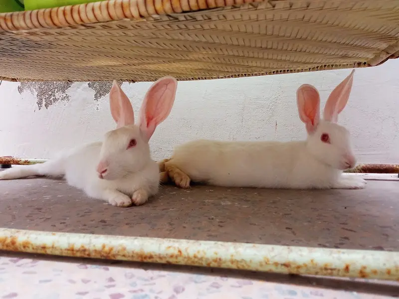 Hoppersdome-Rabbits and Guinea pigs Farm and Pet Store, photo 3