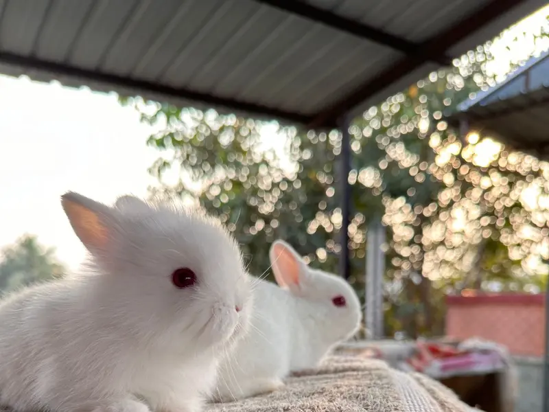 Hoppersdome-Rabbits and Guinea pigs Farm and Pet Store, photo 4