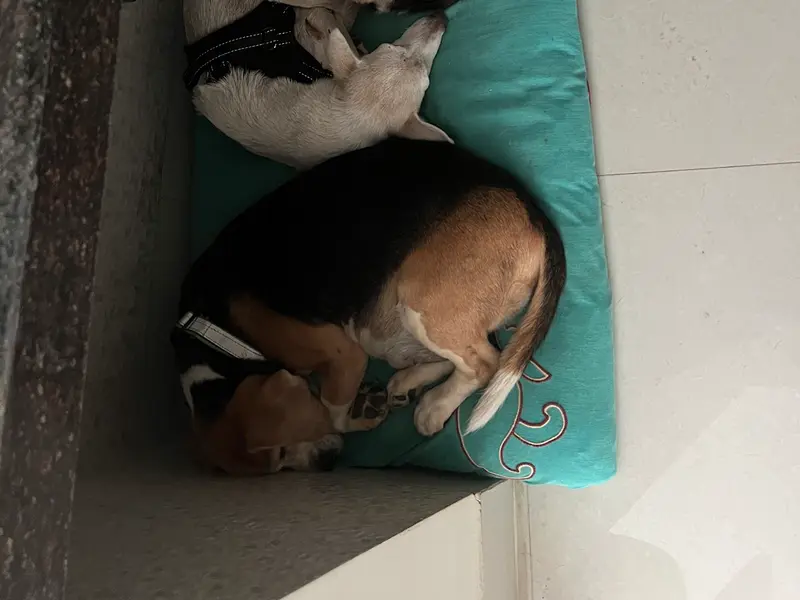 Joella's Dog Care, photo 5