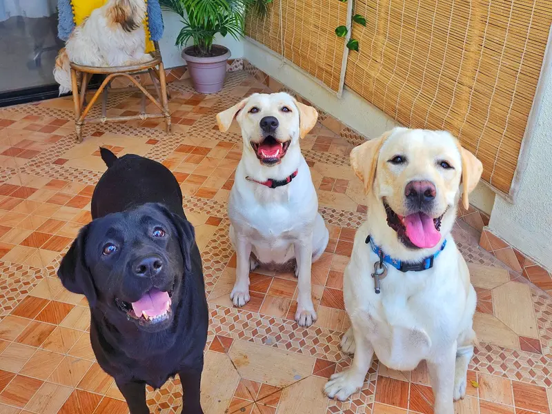 The Furry Town | Pet Home Stay, photo 2