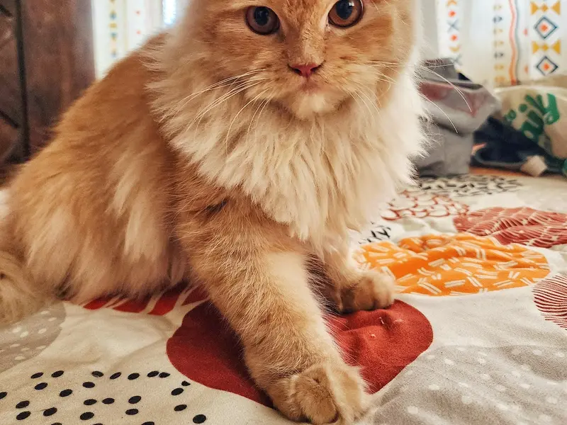 The Furry Town | Pet Home Stay, photo 3