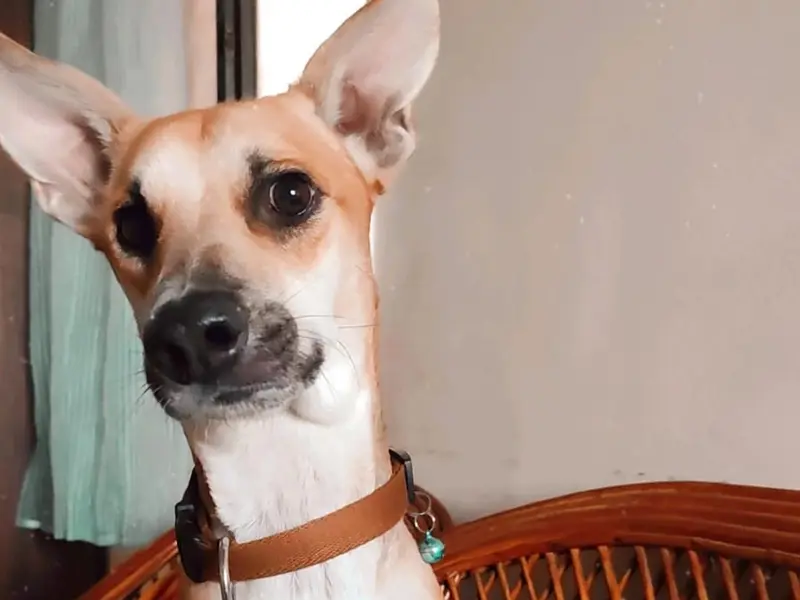 The Furry Town | Pet Home Stay, photo 4
