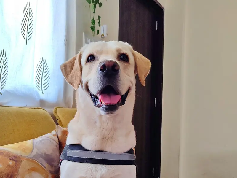 The Furry Town | Pet Home Stay, photo 5