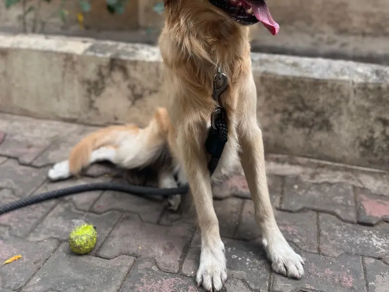 Dog Gone Good - Training services by Sachi Jagad, photo 2