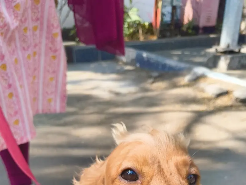 Dog Gone Good - Training services by Sachi Jagad, photo 4