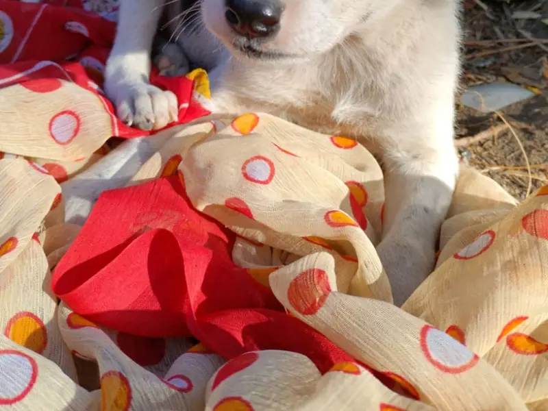 Dog Gone Good - Training services by Sachi Jagad, photo 5