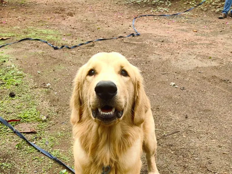 Pet Sitters, Premium Pet Boarding, photo 2
