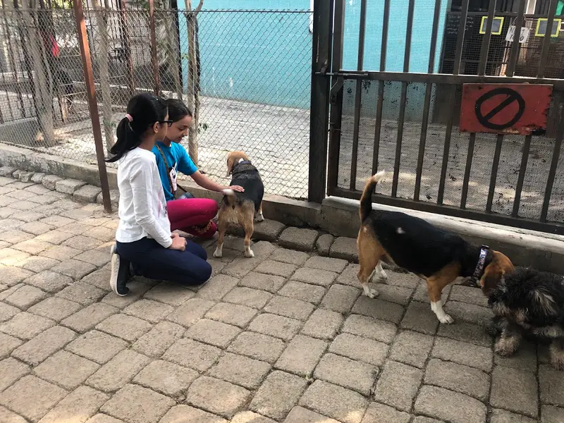 Pet Sitters, Premium Pet Boarding, photo 3