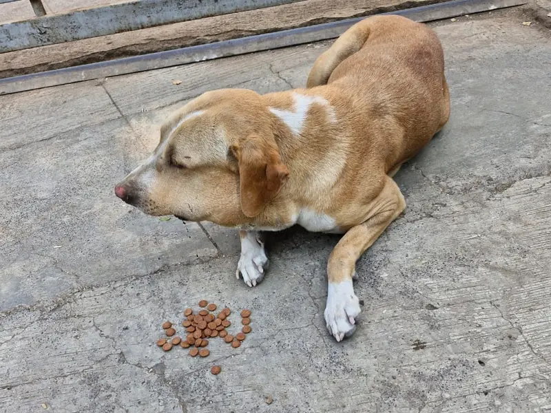 Hope For Paws Foundation, photo 2