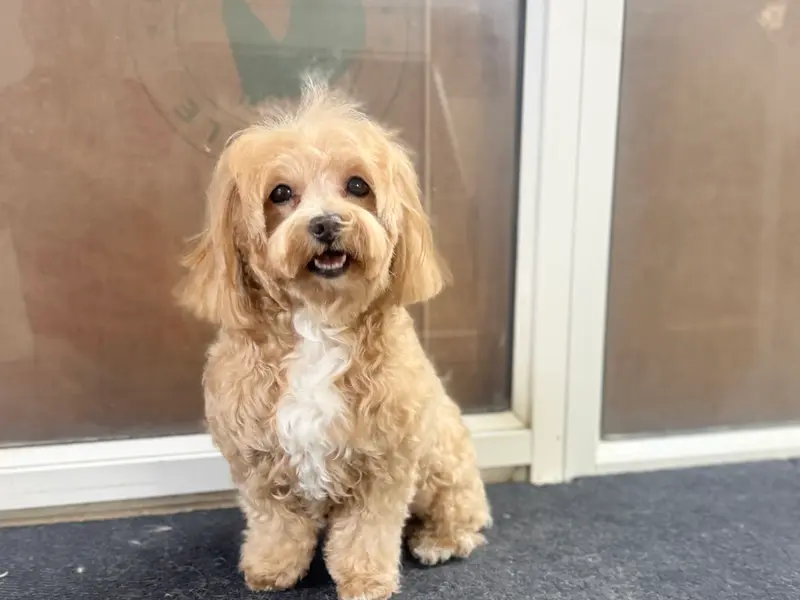 PAWSSH JUST FOR PETS ,PET'S GROOMING SALON CUM SHOP, photo 2
