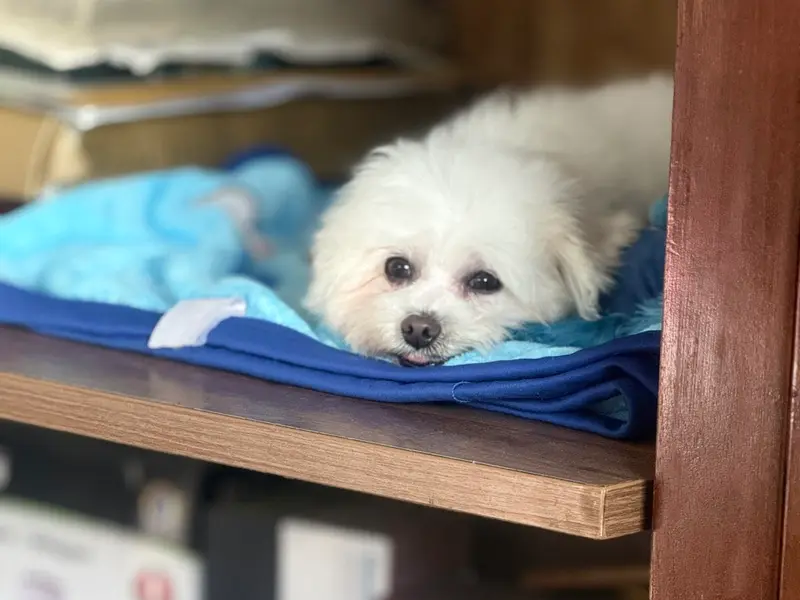 PAWSSH JUST FOR PETS ,PET'S GROOMING SALON CUM SHOP, photo 3