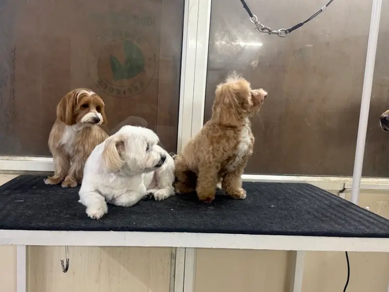 PAWSSH JUST FOR PETS ,PET'S GROOMING SALON CUM SHOP, photo 4