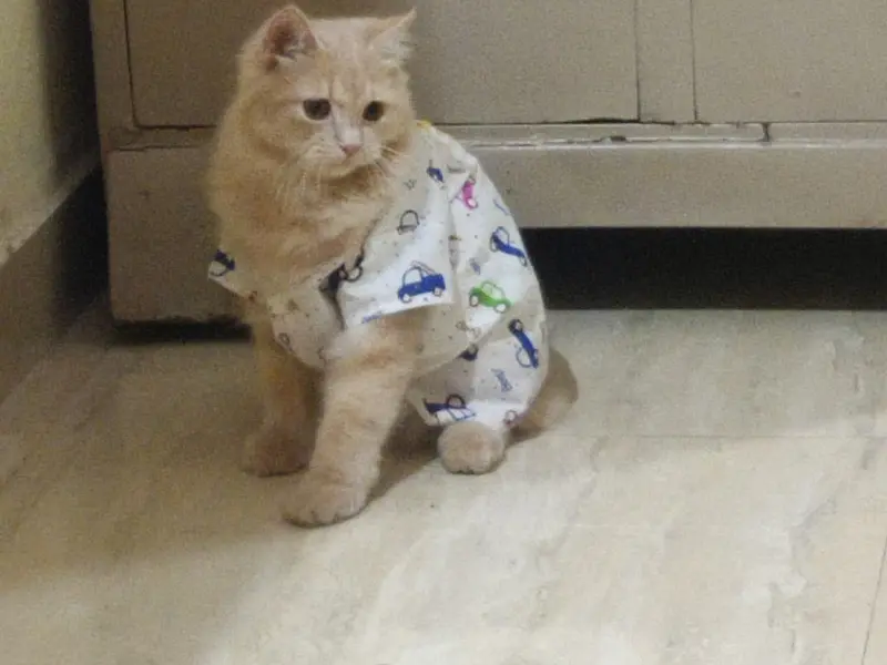 PAWSSH JUST FOR PETS ,PET'S GROOMING SALON CUM SHOP, photo 5