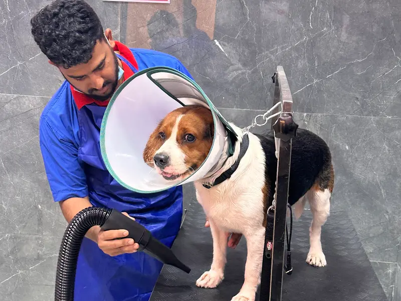 Vetic Pet Clinic NIBM, photo 2