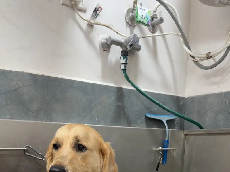 Vetic Pet Clinic NIBM, photo 3