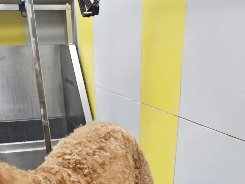 Zigly Pet Care - Vet Clinic, Pet Grooming & Pet Products | NIBM, Pune, photo 2