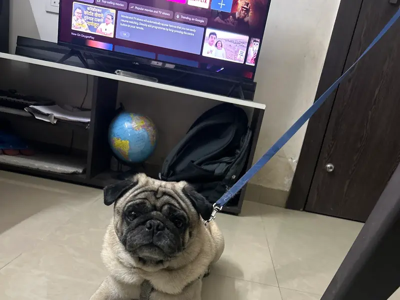Zigly Pet Care - Vet Clinic, Pet Grooming & Pet Products | NIBM, Pune, photo 3