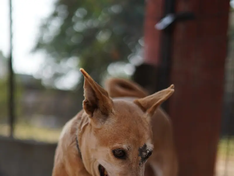 Blue Cross Society of Pune Trust, photo 2