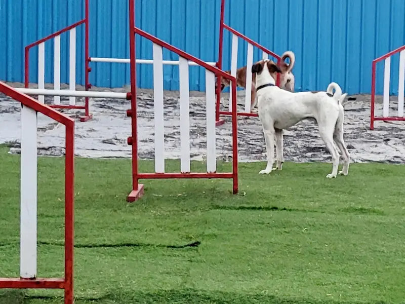 Doggieland, photo 2