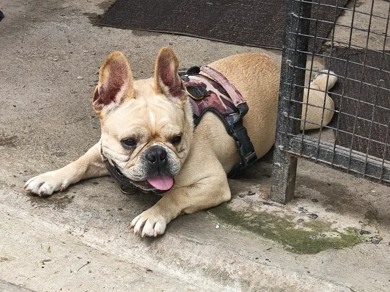 Doggieland, photo 3