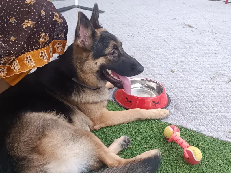 Doggieland, photo 5