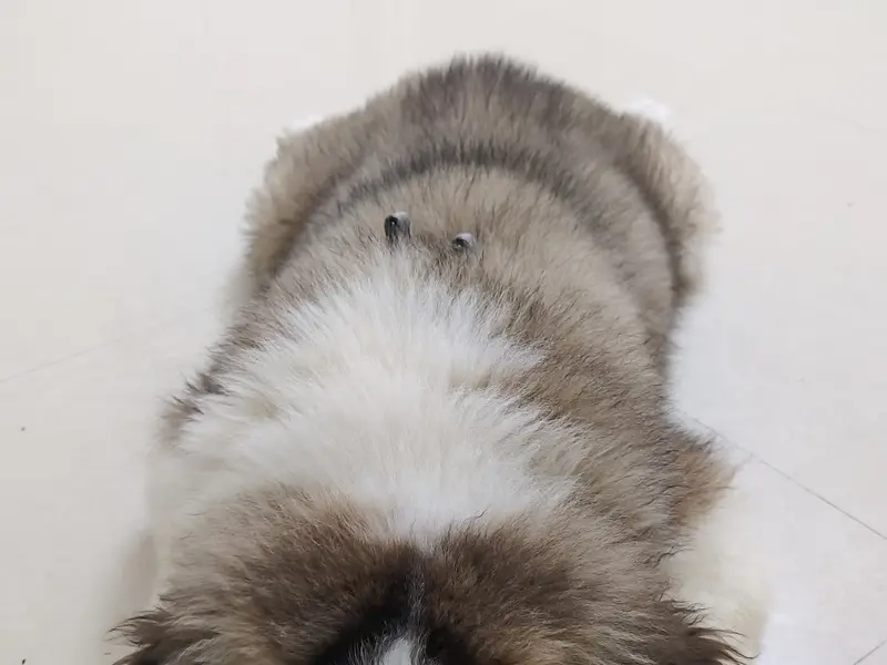 Pawsome petcare, photo 2
