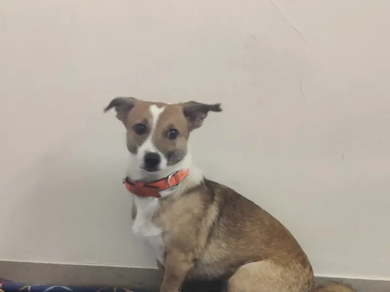 Pawsome petcare, photo 3