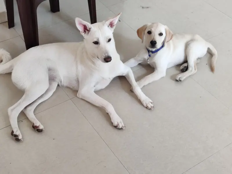 Pawsome petcare, photo 4