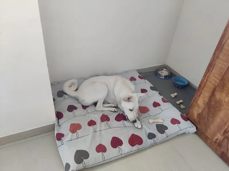 Pawsome petcare, photo 5
