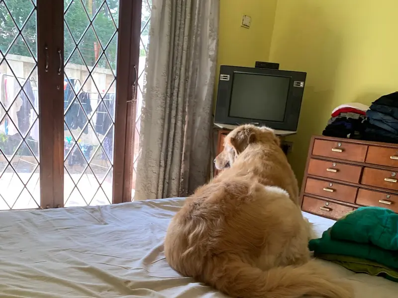 Pets Hangover Resorts - Homestay, photo 4