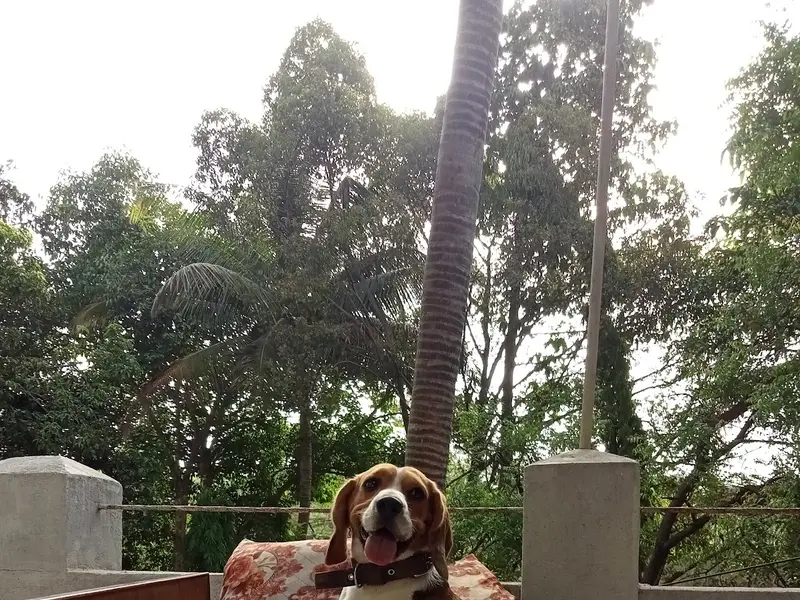 PetShala, photo 3