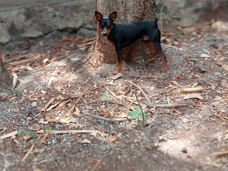 PetShala, photo 4