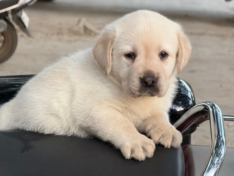 Pg Pets world, photo 4