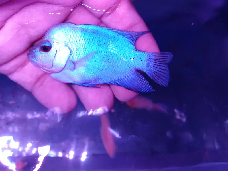 Royal Pets, photo 3