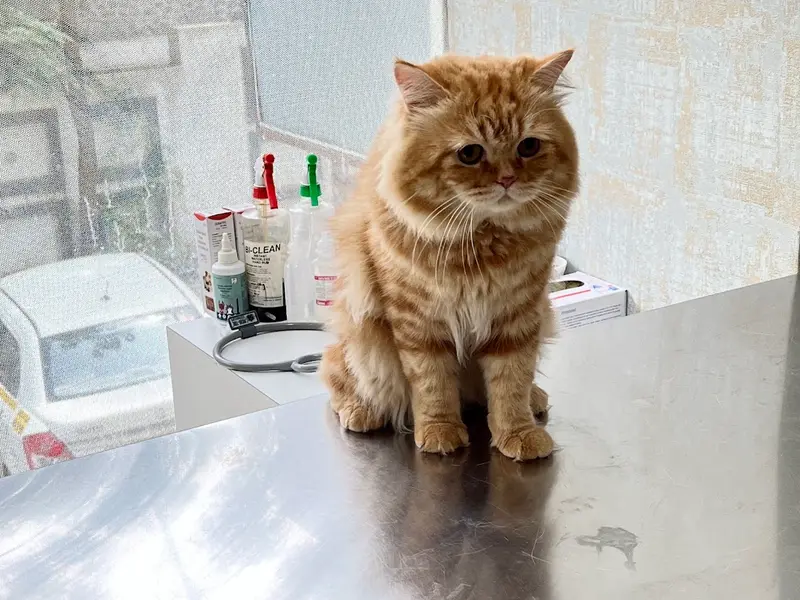 Dr. Pet | Pet Doctor | Pet Clinic | Sinhagad Road | Ambegaon | Wadgaon | Warje | Katraj, photo 3