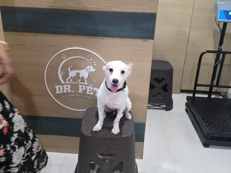 Dr. Pet | Pet Doctor | Pet Clinic | Sinhagad Road | Ambegaon | Wadgaon | Warje | Katraj, photo 4