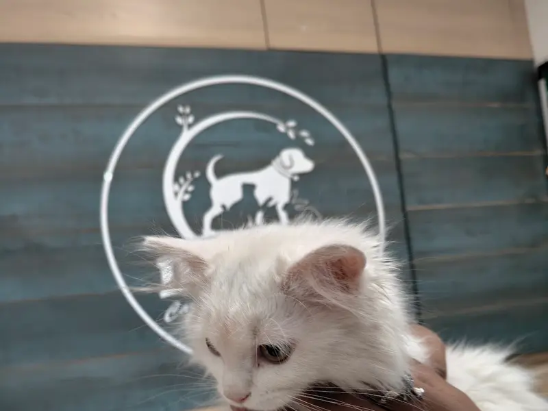 Dr. Pet | Pet Doctor | Pet Clinic | Sinhagad Road | Ambegaon | Wadgaon | Warje | Katraj, photo 5