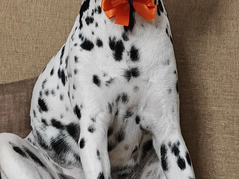 FurFam, photo 2