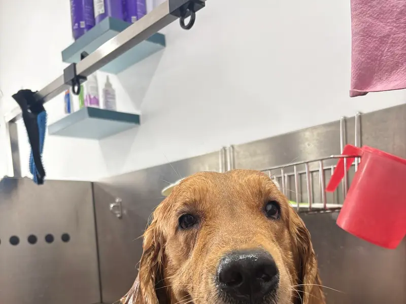 Snuggle - Pet Grooming Salon Services, photo 2