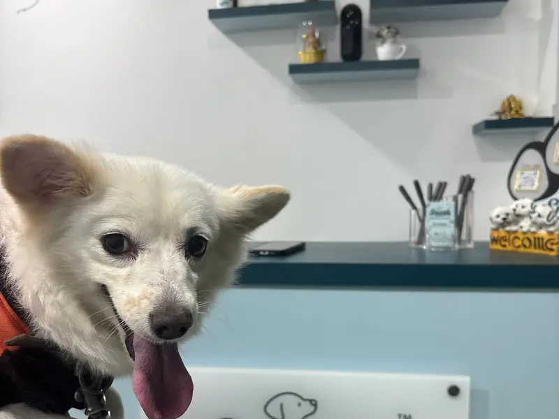 Snuggle - Pet Grooming Salon Services, photo 3