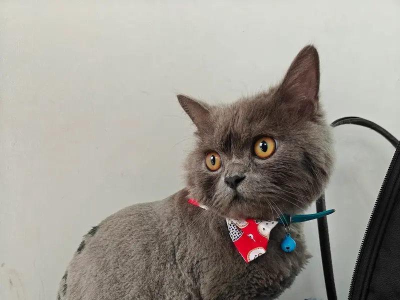 Snuggle - Pet Grooming Salon Services, photo 5