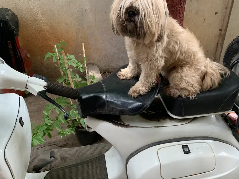 Ferns Dogs And Cats Hostel, photo 3