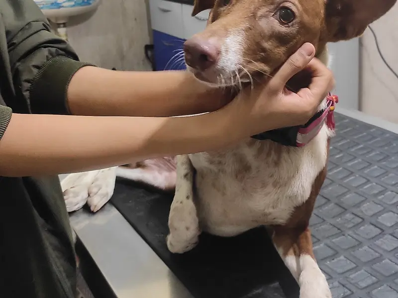 Paws 4Ever Pet Clinic - Dr. Ashwini Alase, photo 4