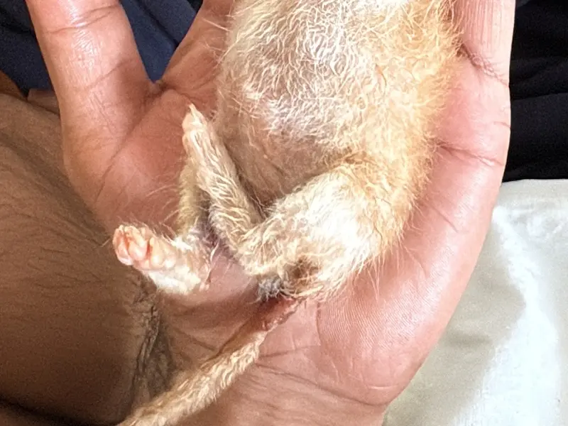 Paws 4Ever Pet Clinic - Dr. Ashwini Alase, photo 5