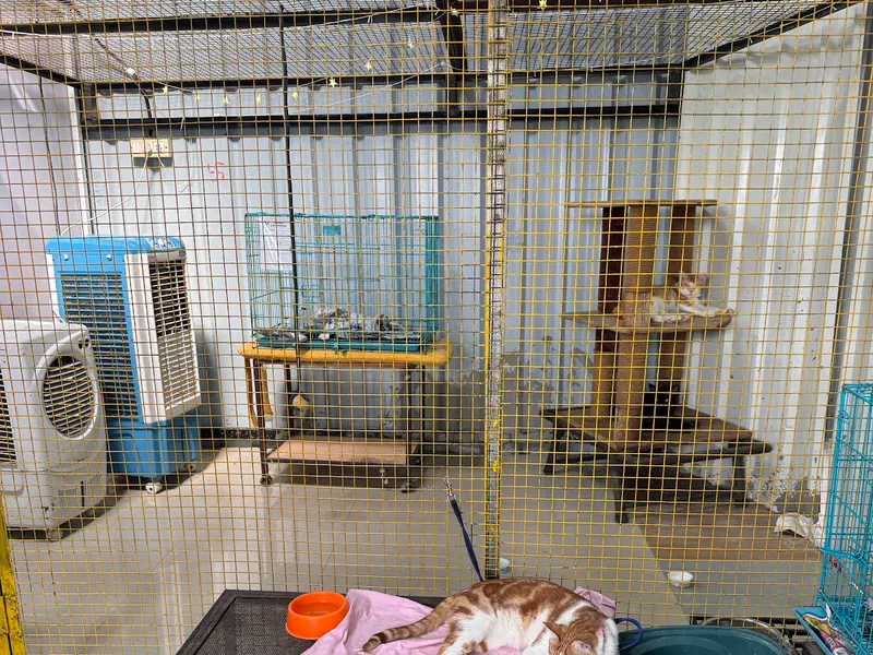 Saahas for Animals, photo 2