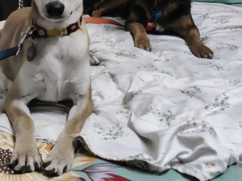 Cheerytails pet's Home Stay, photo 2