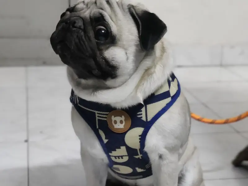 Cheerytails pet's Home Stay, photo 3