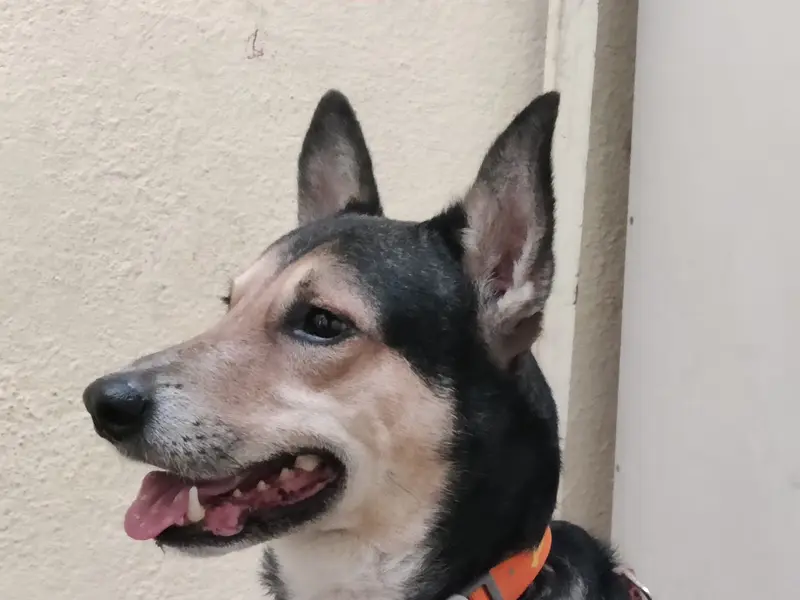 Cheerytails pet's Home Stay, photo 4